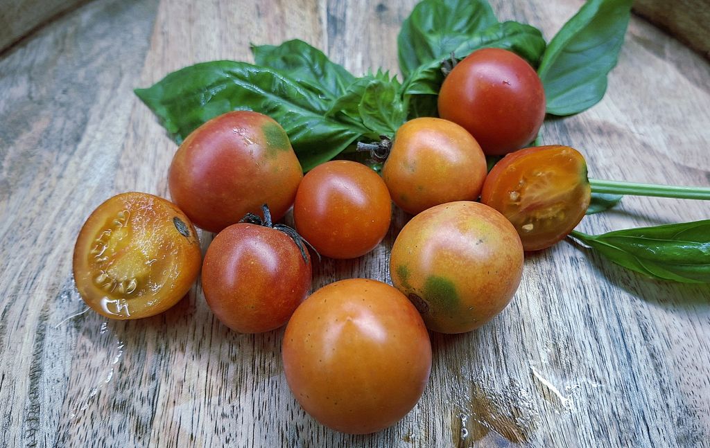 Semi Pomodoro Karma apricot