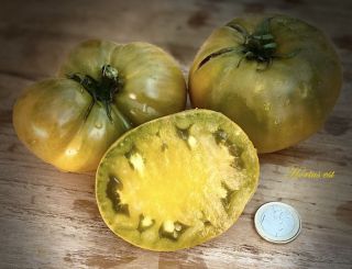 Semi pomodoro