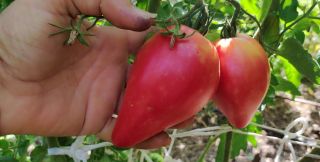 Semi pomodoro