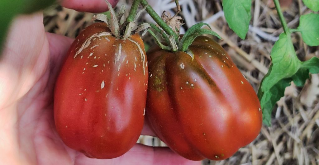 Semi pomodoro “Fragole al Cioccolato”