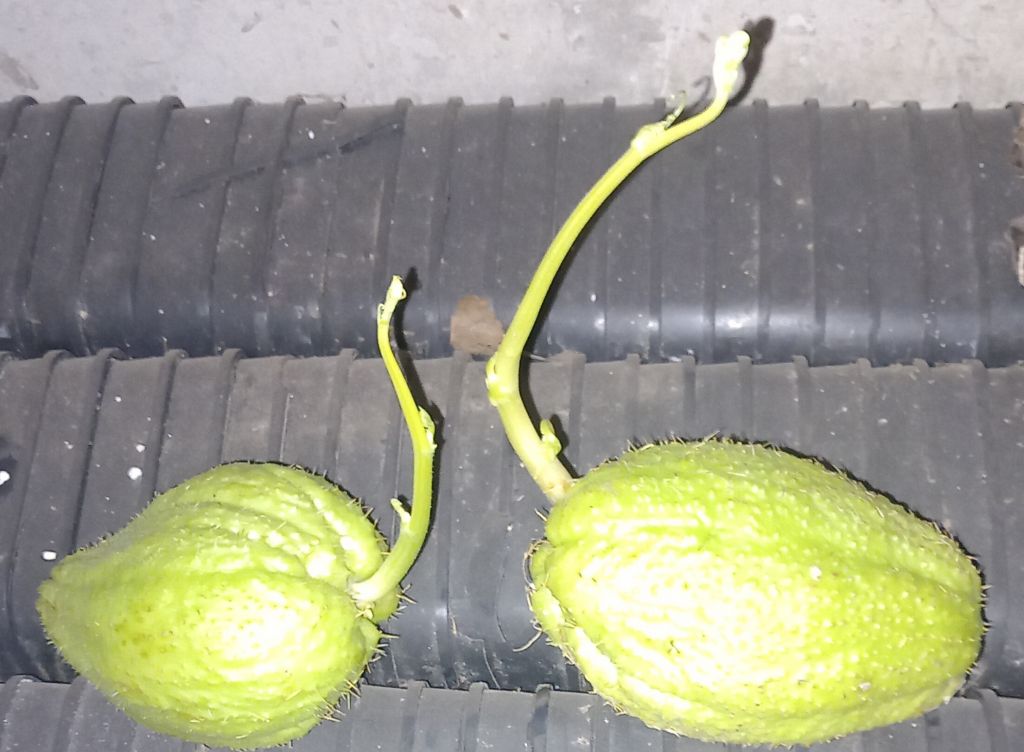 Piantine di zucchina spinosa