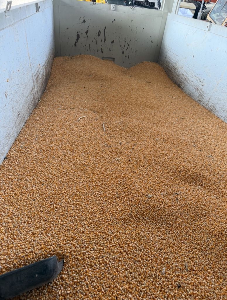 Mais vitreo per polenta alta qualità