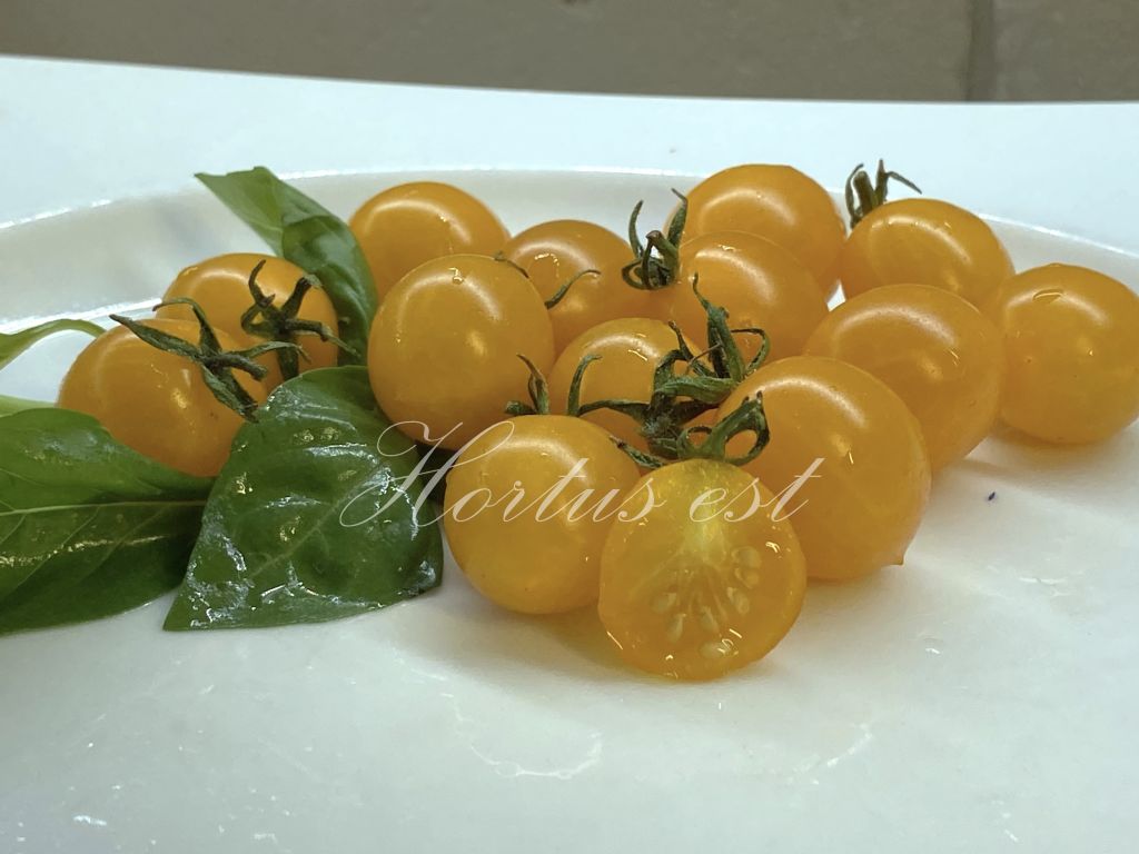 Yellow Clementine