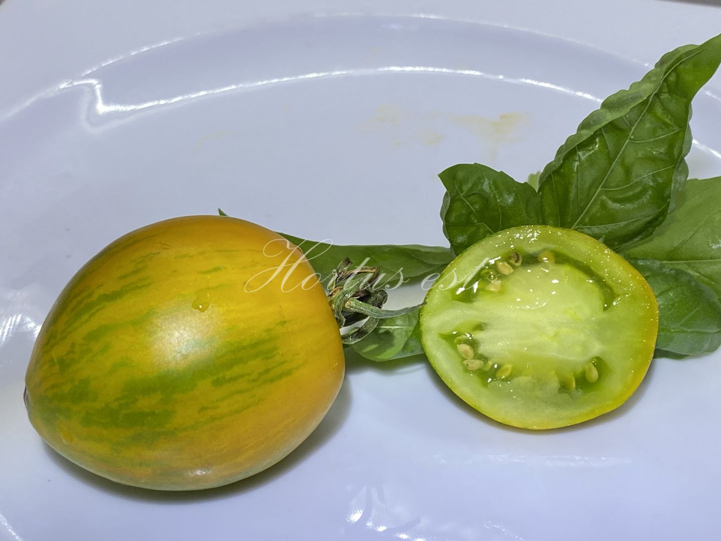 Semi pomodoro ELFO DELLE FIABE - MärchenElf