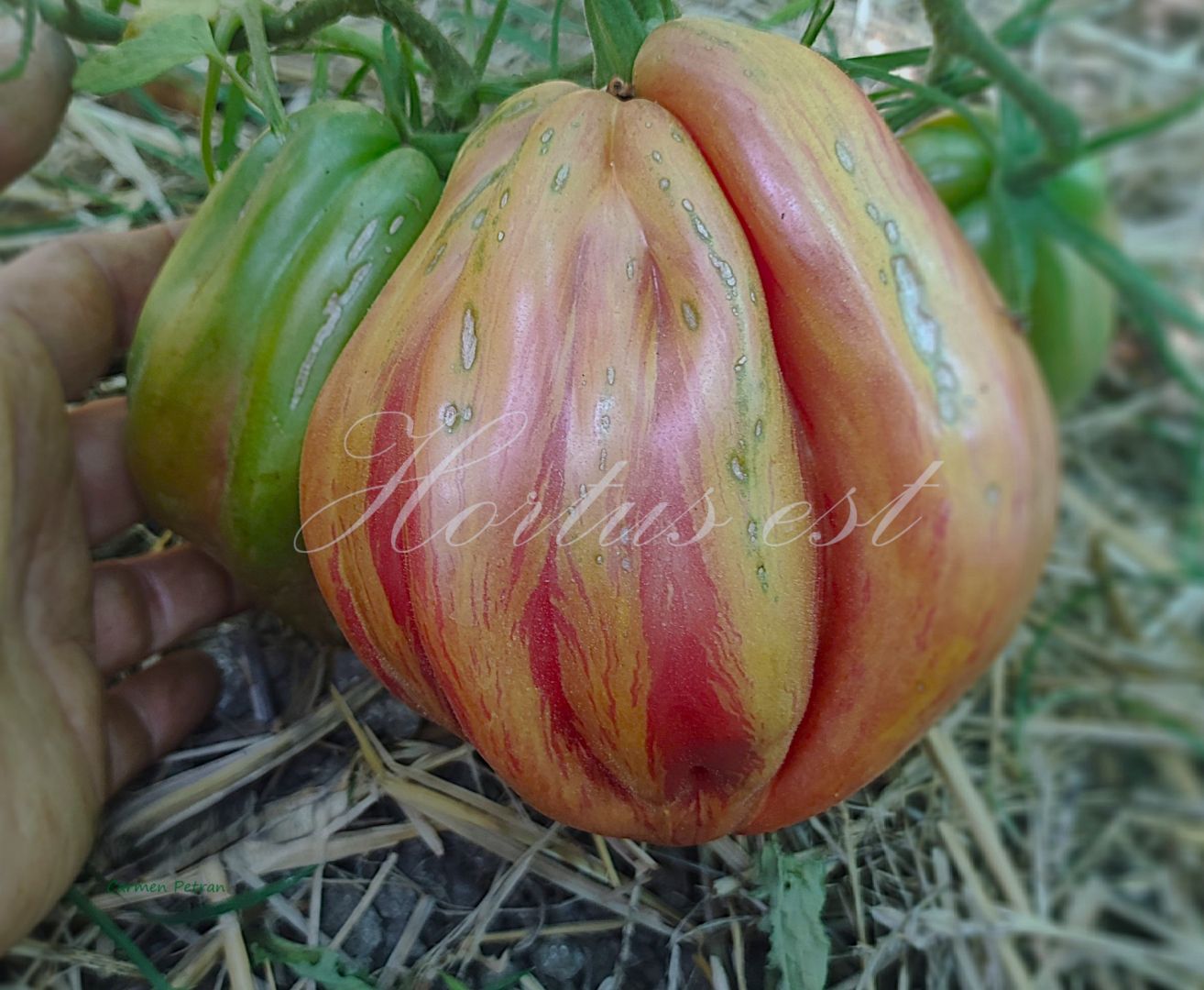 Semi pomodoro “Riga tulip