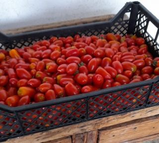 Pomodoro Datterino