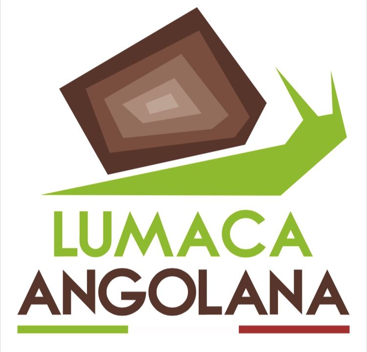 Lumache Helix Aspersa Müller