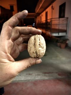 Noci Malizia