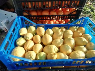 Limoni nostrani non trattati