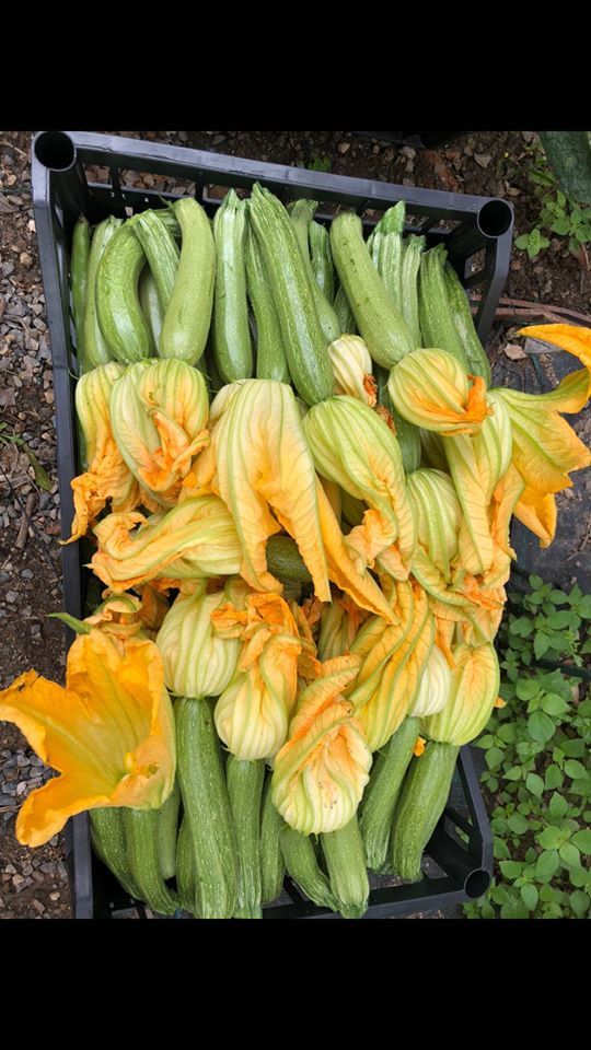 Zucchine dell'orto