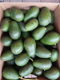 Avocado