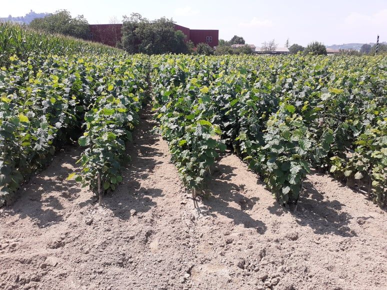 Piantine di nocciola Tonda Gentile Trilobata 1 anno
