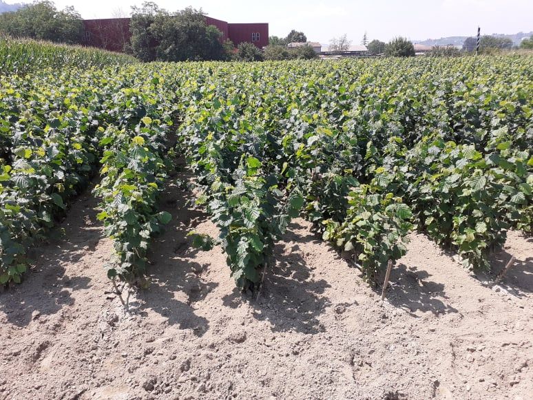 Piante di nocciole Tonda Gentile Trilobata 2 anni