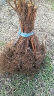 Lamponi Lyulin a radice nuda