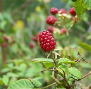 Piantine di lampone Maravilla a radice nuda