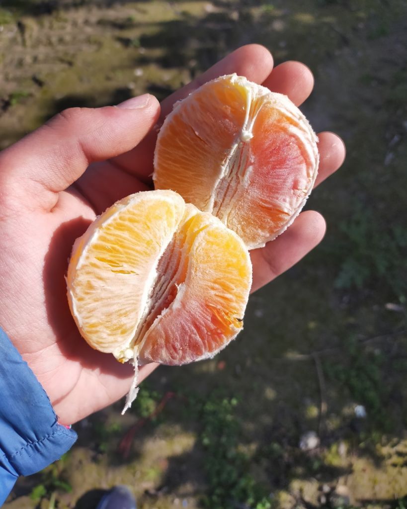 Arance Tarocco Gallo Da Tavola