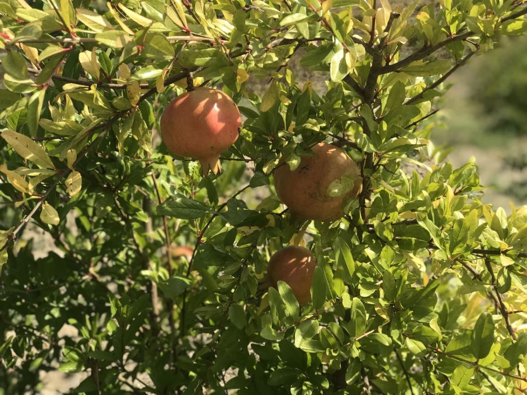 Melograni SENZA SEMI Sifrì