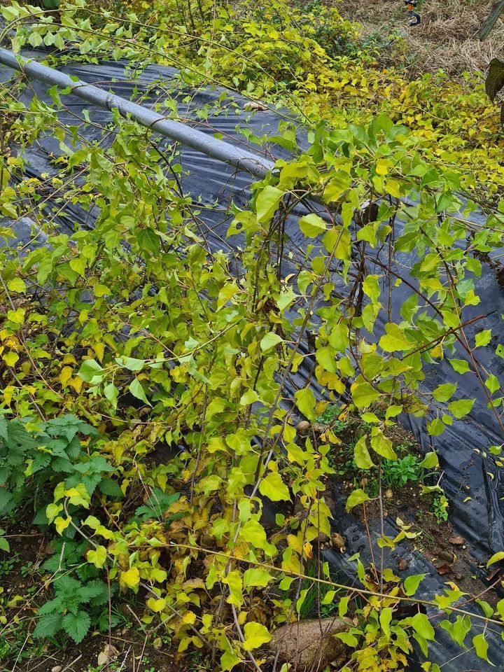 Piante di Bounty portainnesto per Kiwi