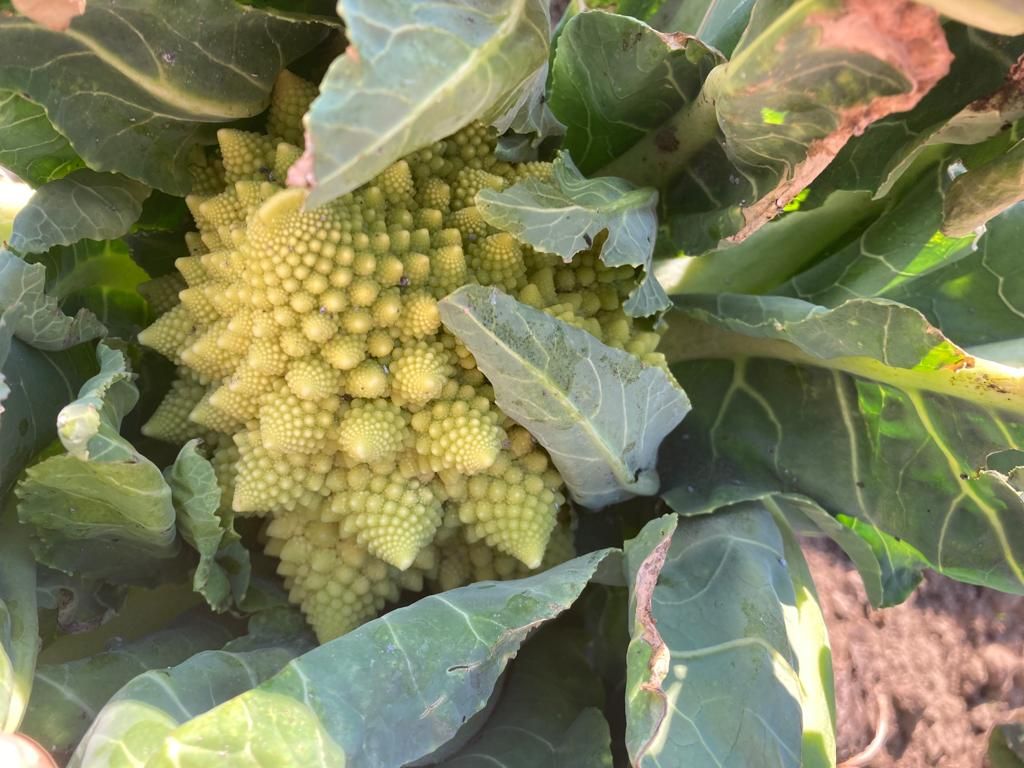Cavolo romanesco