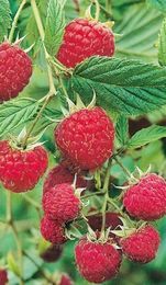 Piantine di lamponi rossi in vaso