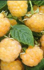 Lamponi gialli in vaso