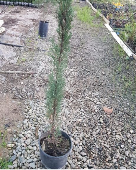 Cipresso toscano 1 metro