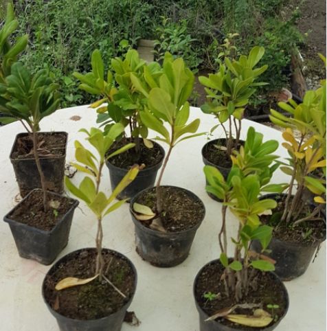 Pitosforo a radice nuda