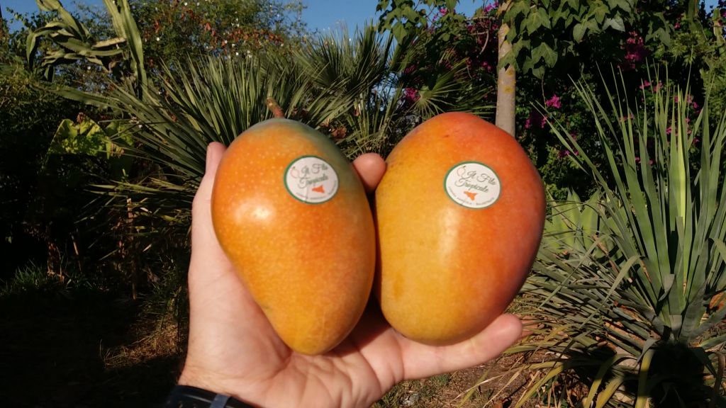Mango Siciliano
