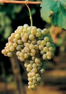Piante di vite a radice nuda - Barbatelle da vino BIANCO