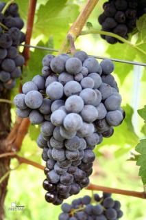 Piante di vite a radice nuda - Barbatelle da vino NERO