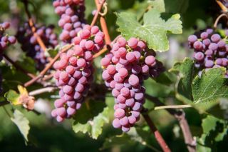 Barbatelle da vino rosato SOUVIGNIER GRIS - Piante di vite resistenti a radice nuda