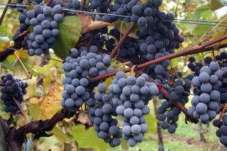 Barbatelle da vino nero CABERNET CORTIS resistenti senza trattamenti