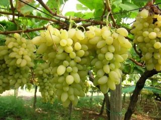 Barbatelle da vino bianco JOHANNITER resistenti senza trattamenti
