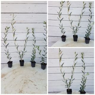 Piantine di ulivo Leccino in vaso