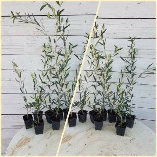 Piantine di ulivo Frantoio in vaso