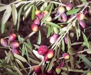 Piantine di ulivo Coratina in vaso