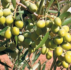 Piantine di ulivo spagnolo Arbosana in vaso