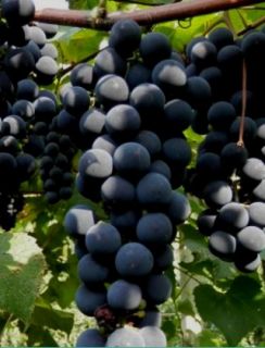Barbatelle Clinto varietà nera antica senza trattamenti