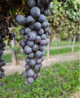 Barbatelle Bacò varietà antica nera resistente