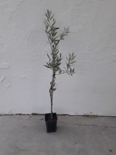 Piantina di ulivo Ottobratica piccola