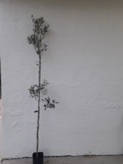 Pianta di olivo Ottobratica media