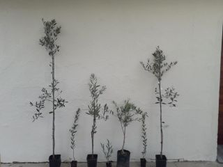 Piantine di ulivi giovani