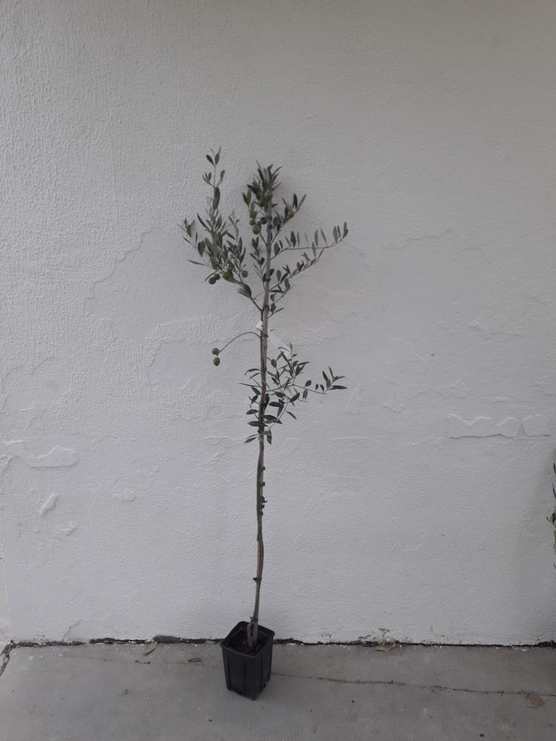 Piante di olivi medie