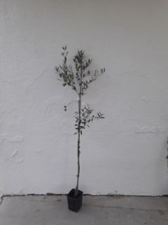 Piante di olivi medie