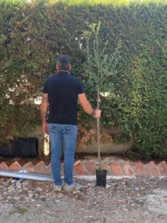 Piante di ulivi grandi