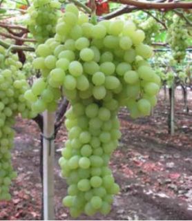 Vite a radice nuda THOMPSON SEEDLESS Bianca - Apirena