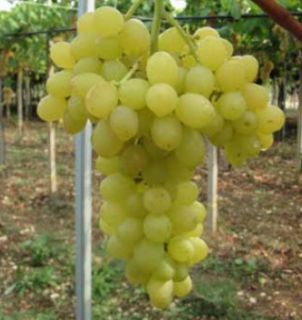 Vite a radice nuda REGAL SEEDLESS Bianca - Apirena
