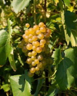 Barbatelle FRANCESE BIANCA varietà antica senza trattamenti