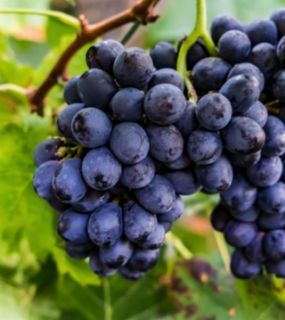 Barbatelle FRAGOLA NERA varietà antica senza trattamenti