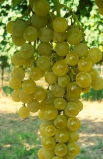Barbatelle da vino bianco POLOSKEY MUSKOTALY resistenti senza trattamenti